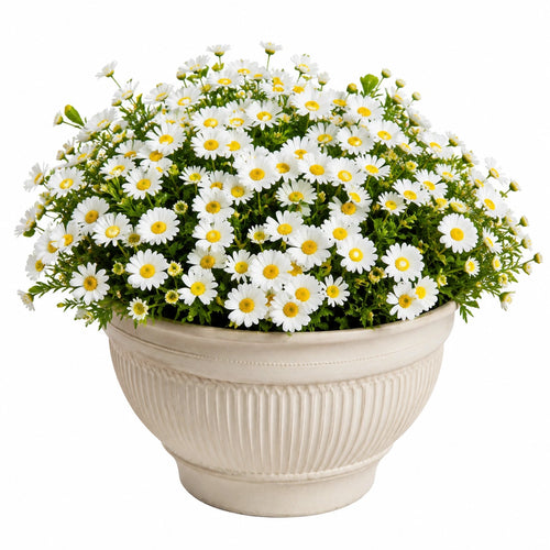 Plante artificielle marguerite en pot céramique blanc